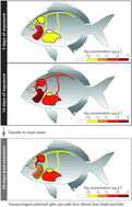 Graphical abstract: A new page on the road book of inorganic mercury in fish body – tissue distribution and elimination following waterborne exposure and post-exposure periods