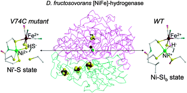 Graphical abstract: [NiFe]-hydrogenases revisited: nickel–carboxamido bond formation in a variant with accrued O2-tolerance and a tentative re-interpretation of Ni-SI states