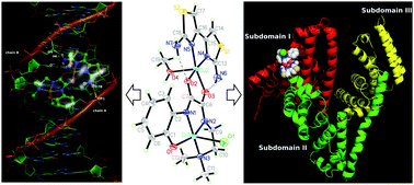 Graphical abstract: Synthesis, structure and molecular docking studies of dicopper(ii) complexes bridged by N-phenolato-N′-[2-(dimethylamino)ethyl]oxamide: the influence of terminal ligands on cytotoxicity and reactivity towards DNA and protein BSA