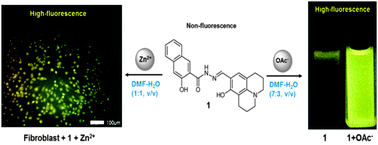 Graphical abstract: A single chemosensor for multiple analytes: fluorogenic detection of Zn2+ and OAc− ions in aqueous solution, and an application to bioimaging