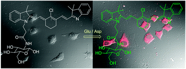 Graphical abstract: Glucosamine modified near-infrared cyanine as a sensitive colorimetric fluorescent chemosensor for aspartic and glutamic acid and its applications