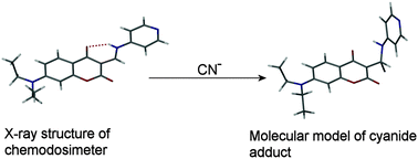 Graphical abstract: An activated coumarin-enamine Michael acceptor for CN−