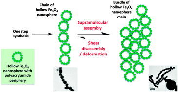 Graphical abstract: Shear disassembly of hierarchical superparamagnetic Fe3O4 hollow nanoparticle necklace chains