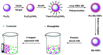 Graphical abstract: Protein imprinting over magnetic nanospheres via a surface grafted polymer for specific capture of hemoglobin