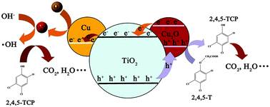 Graphical abstract: Photocatalytic mineralisation of herbicide 2,4,5-trichlorophenoxyacetic acid: enhanced performance by triple junction Cu–TiO2–Cu2O and the underlying reaction mechanism