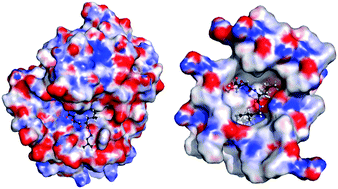 Graphical abstract: Electrostatic complementarity in pseudoreceptor modeling based on drug molecule crystal structures: the case of loxistatin acid (E64c)
