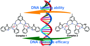 Graphical abstract: Oxidative DNA cleavage promoted by two phenolate-bridged binuclear copper(ii) complexes