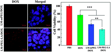 Graphical abstract: Targeted doxorubicin delivery to hepatocarcinoma cells by lactobionic acid-modified laponite nanodisks