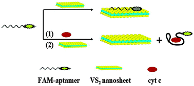 Graphical abstract: A novel VS2 nanosheet-based biosensor for rapid fluorescence detection of cytochrome c