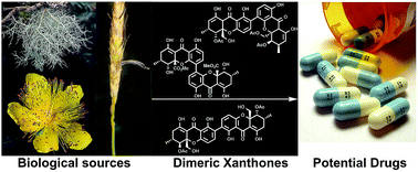 Graphical abstract: Xanthone dimers: a compound family which is both common and privileged