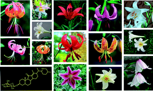 Graphical abstract: Chemistry and biological activity of steroidal glycosides from the Lilium genus