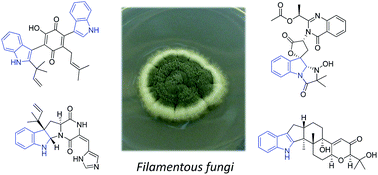 Graphical abstract: Biosynthesis of fungal indole alkaloids