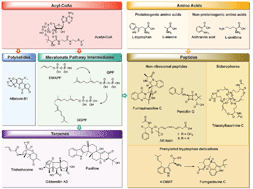 Graphical abstract: Spatial and temporal control of fungal natural product synthesis