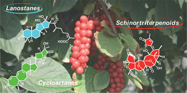Graphical abstract: Triterpenoids from the Schisandraceae family: an update