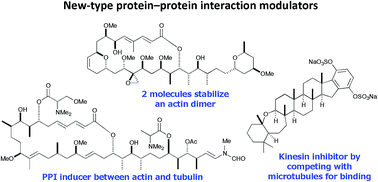 Graphical abstract: Marine natural products that interfere with multiple cytoskeletal protein interactions