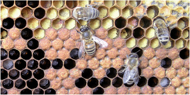 Graphical abstract: Involvement of secondary metabolites in the pathogenesis of the American foulbrood of honey bees caused by Paenibacillus larvae