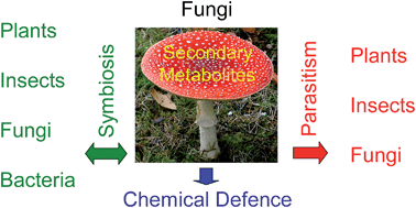 Graphical abstract: Chemical ecology of fungi