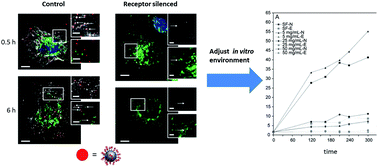 Graphical abstract: Diagnostic nanoparticle targeting of the EGF-receptor in complex biological conditions using single-domain antibodies