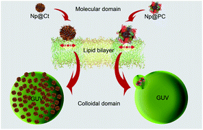 Graphical abstract: Interaction of nanoparticles with lipid membranes: a multiscale perspective
