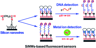 Graphical abstract: Stem-loop DNA-assisted silicon nanowires-based biochemical sensors with ultra-high sensitivity, specificity, and multiplexing capability