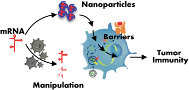 Graphical abstract: Messenger RNA (mRNA) nanoparticle tumour vaccination