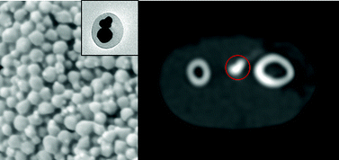 Graphical abstract: Dual-modality, fluorescent, PLGA encapsulated bismuth nanoparticles for molecular and cellular fluorescence imaging and computed tomography