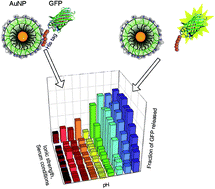 Graphical abstract: Environmentally responsive histidine–carboxylate zipper formation between proteins and nanoparticles
