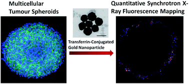 Graphical abstract: Quantitative synchrotron X-ray fluorescence study of the penetration of transferrin-conjugated gold nanoparticles inside model tumour tissues