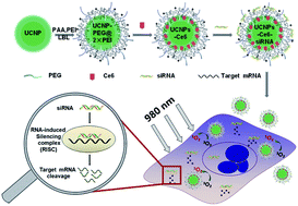 Graphical abstract: Near-infrared light triggered photodynamic therapy in combination with gene therapy using upconversion nanoparticles for effective cancer cell killing