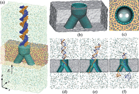 Graphical abstract: Controlled transport of DNA through a Y-shaped carbon nanotube in a solid membrane