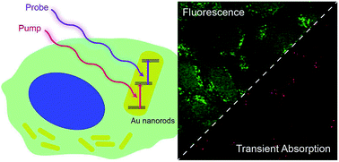 Graphical abstract: Transient absorption microscopy of gold nanorods as spectrally orthogonal labels in live cells