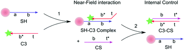 Graphical abstract: Toehold-mediated internal control to probe the near-field interaction between the metallic nanoparticle and the fluorophore