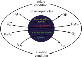 Graphical abstract: pH dependent catalytic activities of platinum nanoparticles with respect to the decomposition of hydrogen peroxide and scavenging of superoxide and singlet oxygen