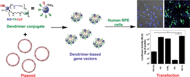 Graphical abstract: Hydroxyl PAMAM dendrimer-based gene vectors for transgene delivery to human retinal pigment epithelial cells