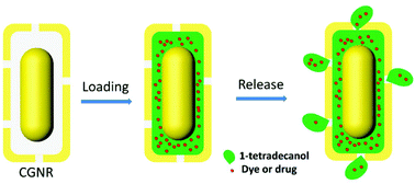 Graphical abstract: Plasmonic caged gold nanorods for near-infrared light controlled drug delivery