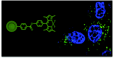 Graphical abstract: Boron dipyrromethene (BODIPY) functionalized carbon nano-onions for high resolution cellular imaging