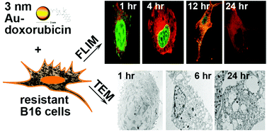 Graphical abstract: Nuclear uptake of ultrasmall gold-doxorubicin conjugates imaged by fluorescence lifetime imaging microscopy (FLIM) and electron microscopy