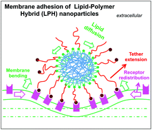 Graphical abstract: Receptor-mediated membrane adhesion of lipid–polymer hybrid (LPH) nanoparticles studied by dissipative particle dynamics simulations