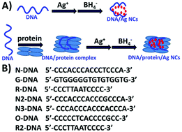 Graphical abstract: Protein–DNA interactions: a novel approach to improve the fluorescence stability of DNA/Ag nanoclusters