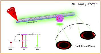 Graphical abstract: Silver nanowires as receiving-radiating nanoantennas in plasmon-enhanced up-conversion processes