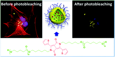 Graphical abstract: Highly fluorescent and bioresorbable polymeric nanoparticles with enhanced photostability for cell imaging