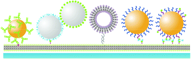 Graphical abstract: Supported lipid bilayers as dynamic platforms for tethered particles