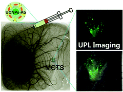 Graphical abstract: Targeted labeling of an early-stage tumor spheroid in a chorioallantoic membrane model with upconversion nanoparticles