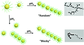 Graphical abstract: pH-programmable self-assembly of plasmonic nanoparticles: hydrophobic interaction versus electrostatic repulsion
