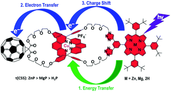 Graphical abstract: Synthesis and photophysical properties of new catenated electron donor–acceptor materials with magnesium and free base porphyrins as donors and C60 as the acceptor