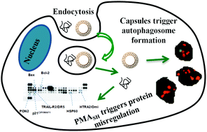 Graphical abstract: Unravelling “off-target” effects of redox-active polymers and polymer multilayered capsules in prostate cancer cells
