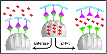 Graphical abstract: Esterase- and pH-responsive poly(β-amino ester)-capped mesoporous silica nanoparticles for drug delivery