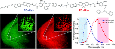 Graphical abstract: Dual-color imaging of cytosolic and mitochondrial zinc ions in live tissues with two-photon fluorescent probes