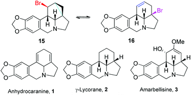 Graphical abstract: Total synthesis of lycorine-type alkaloids by cyclopropyl ring-opening rearrangement