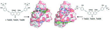 Graphical abstract: Aryl ethynyl anthraquinones: a useful platform for targeting telomeric G-quadruplex structures